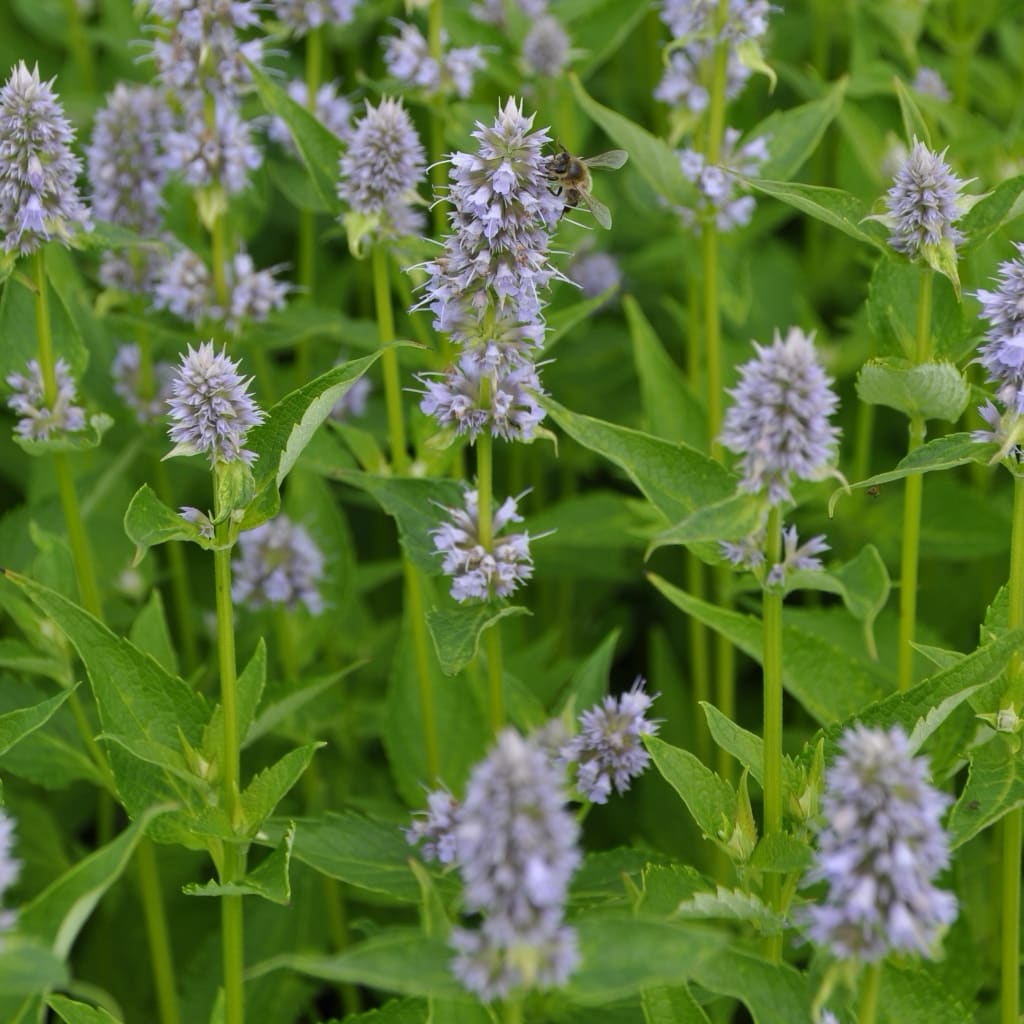 Agastache rugosa 'Blue Fortune'