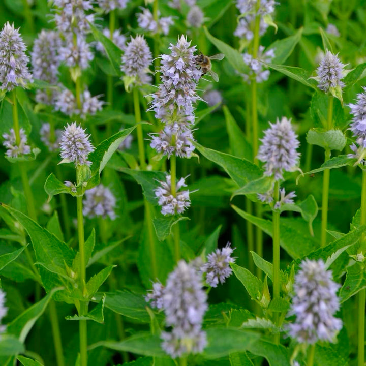 Agastache rugosa 'Blue Fortune'