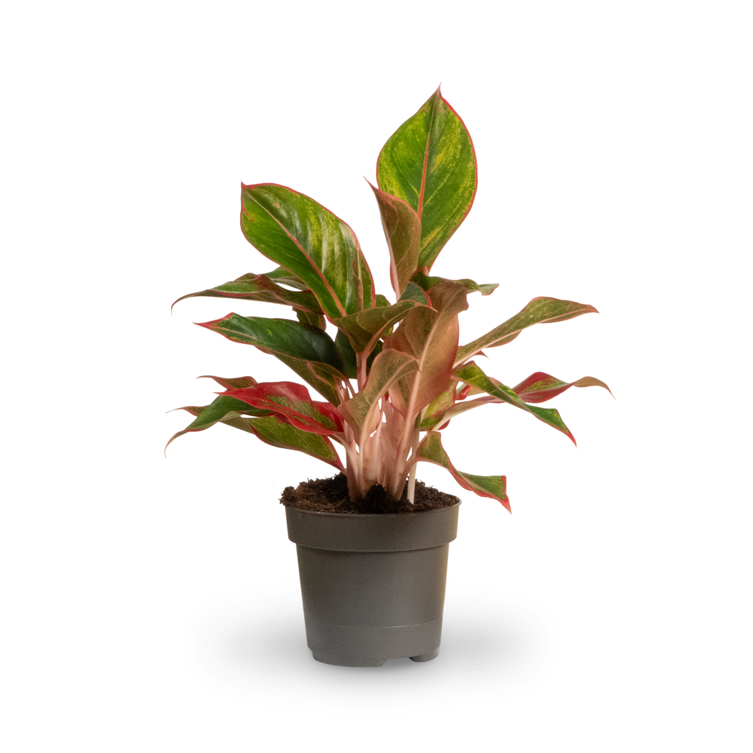 aglaonema kaufen Aglaonema 'Jungle Red' (Kolbenfaden) kaufen