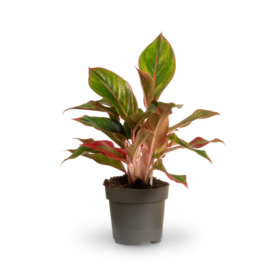 Aglaonema 'Jungle Red' kaufen