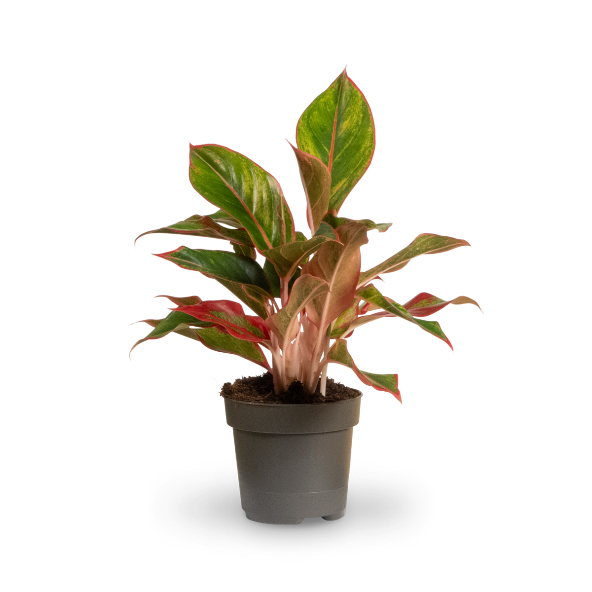 Aglaonema 'Jungle Red'