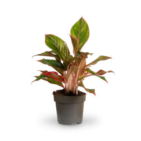 Aglaonema 'Jungle Red' (Kolbenfaden) kaufen