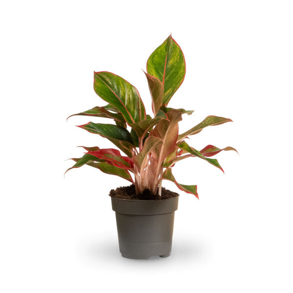 Aglaonema 'Jungle Red' kaufen