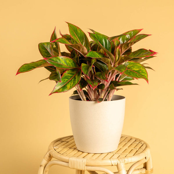 Aglaonema 'Jungle Red' im Übertopf