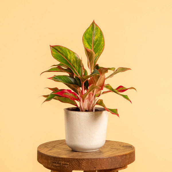 Aglaonema 'Jungle Red' als Zimmerpflanze