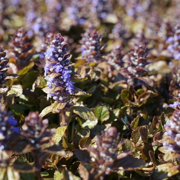 Ajuga reptans 'Braunherz'