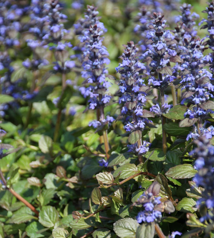 Ajuga reptans 'Braunherz'