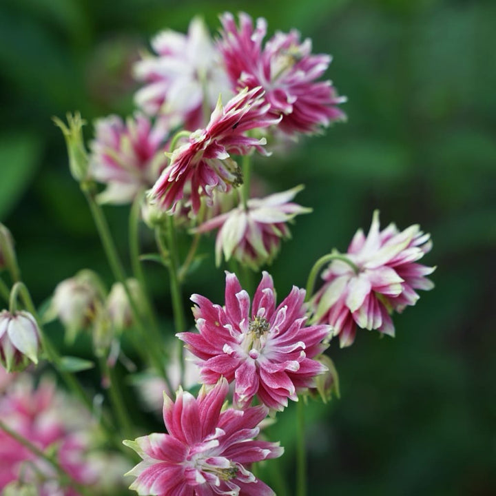 Akelei 'Nora Barlow' Rosa