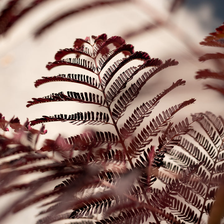 Blätter von Albizia julibrissin 'Summer Chocolate'