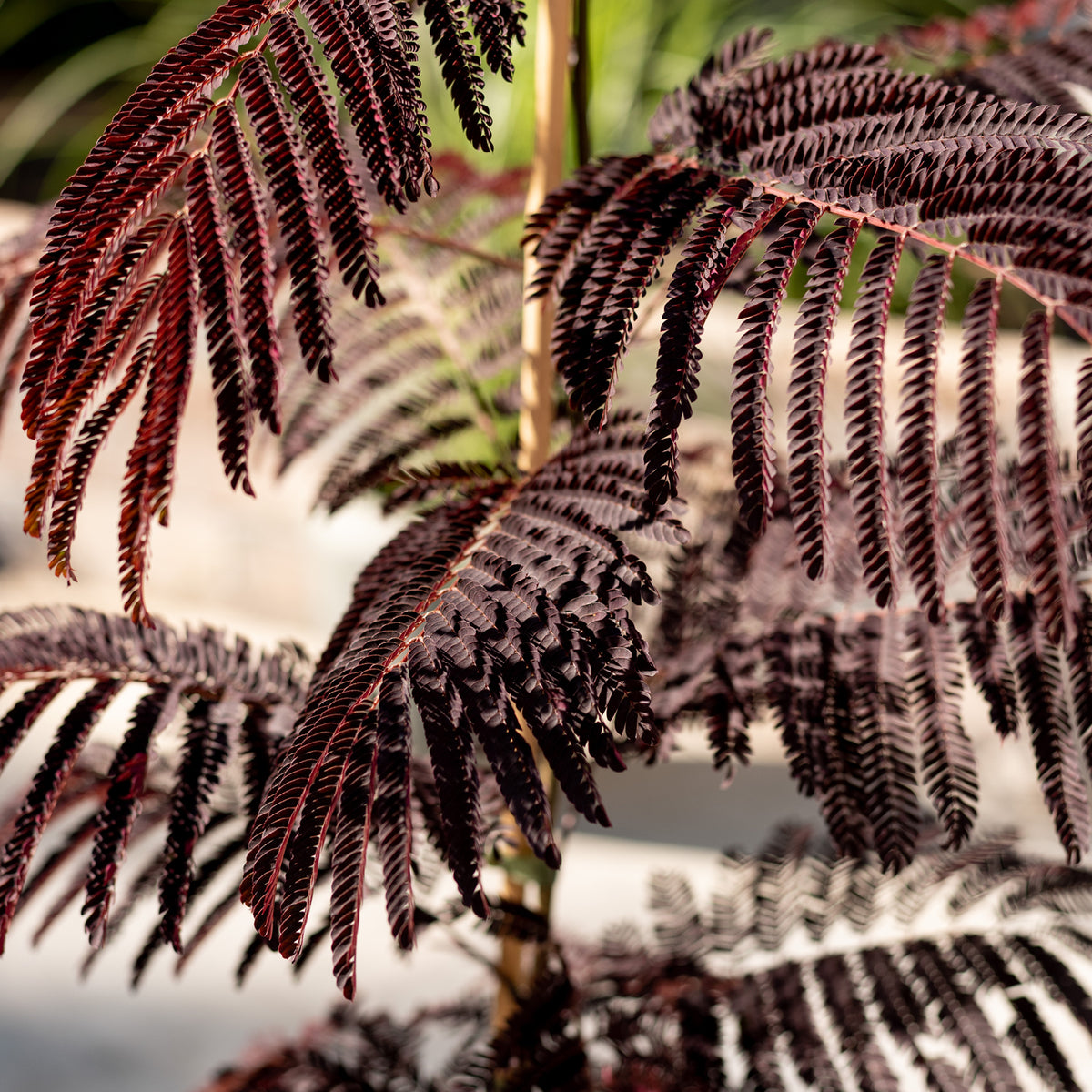 Wuchs von Albizia julibrissin 'Summer Chocolate'