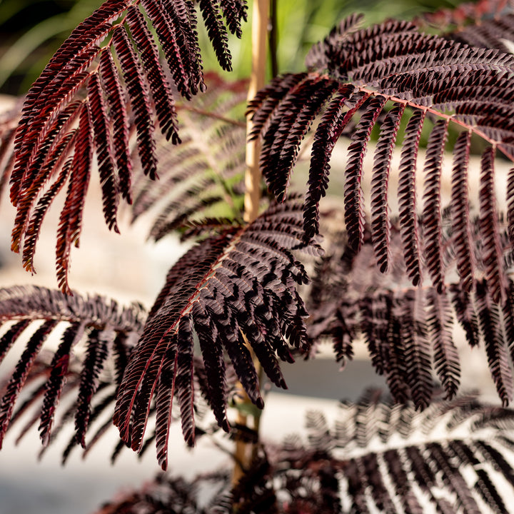 Wuchs von Albizia julibrissin 'Summer Chocolate'