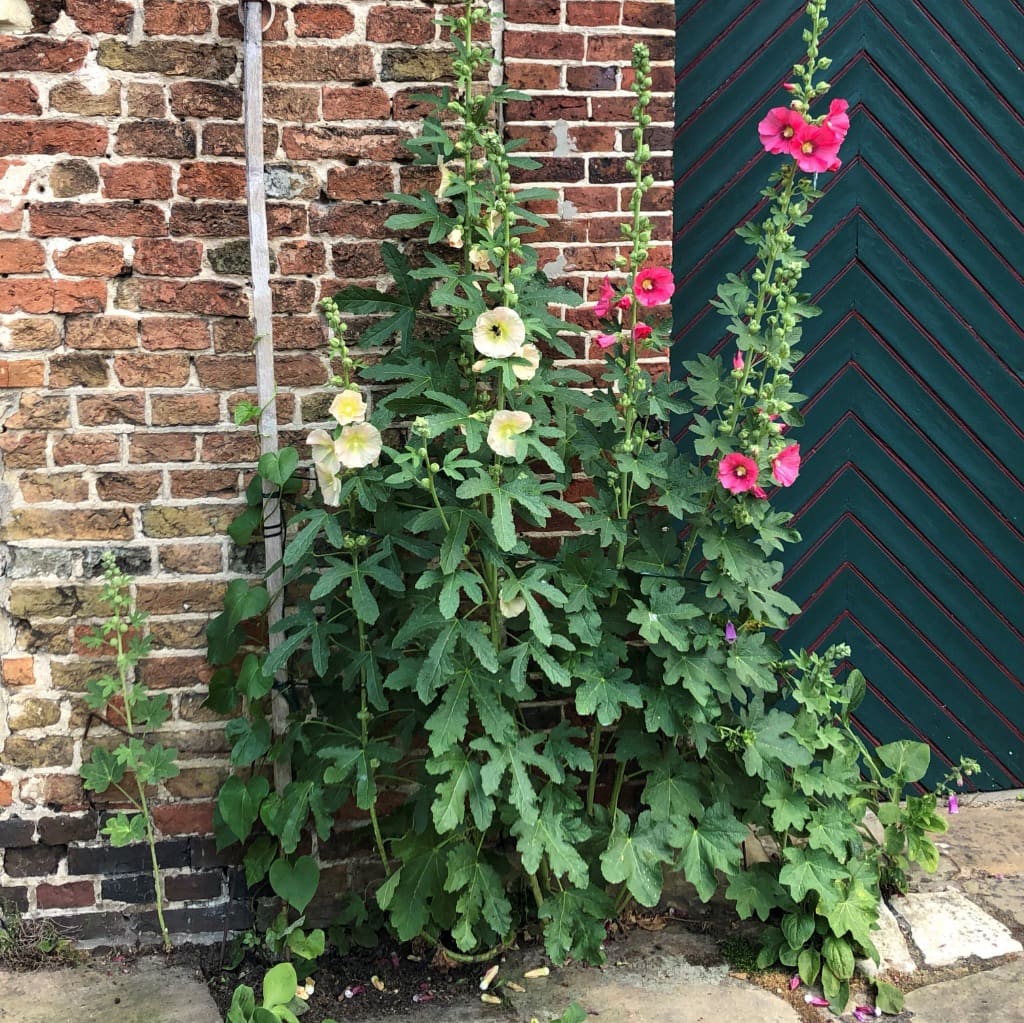 Alcea ficifolia