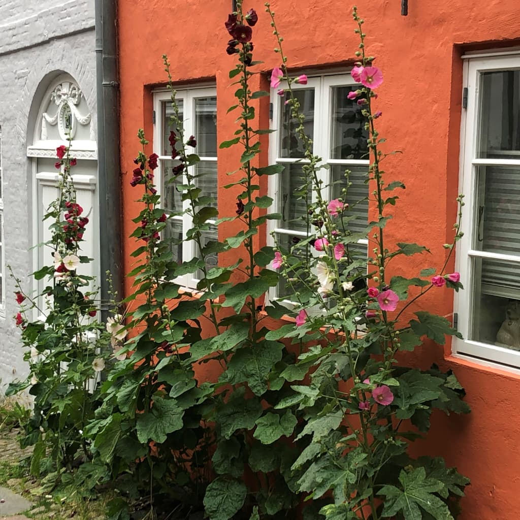 Alcea ficifolia