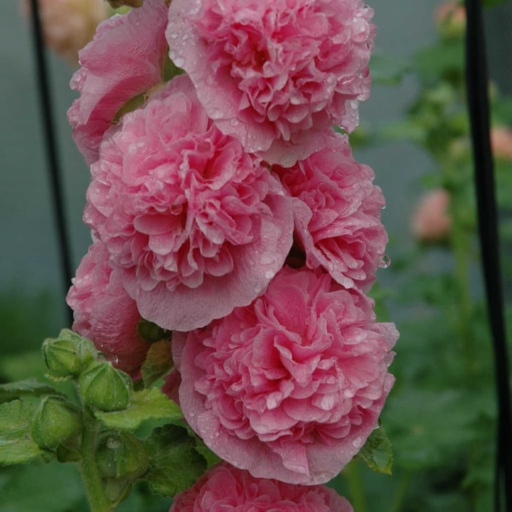 Alcea rosea, rosa 'Pleniflora'