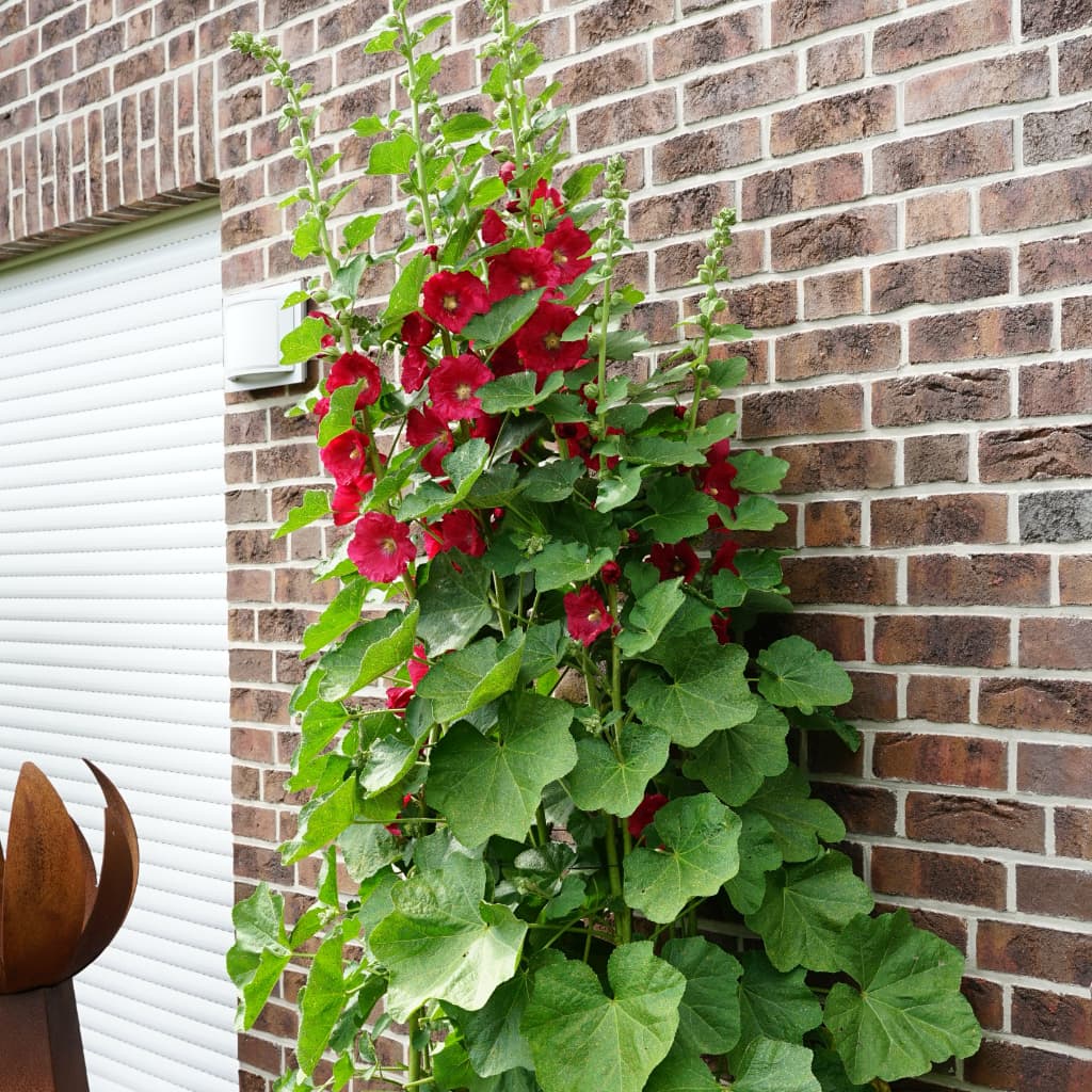 Alcea Spotlight 'Mars Magic'