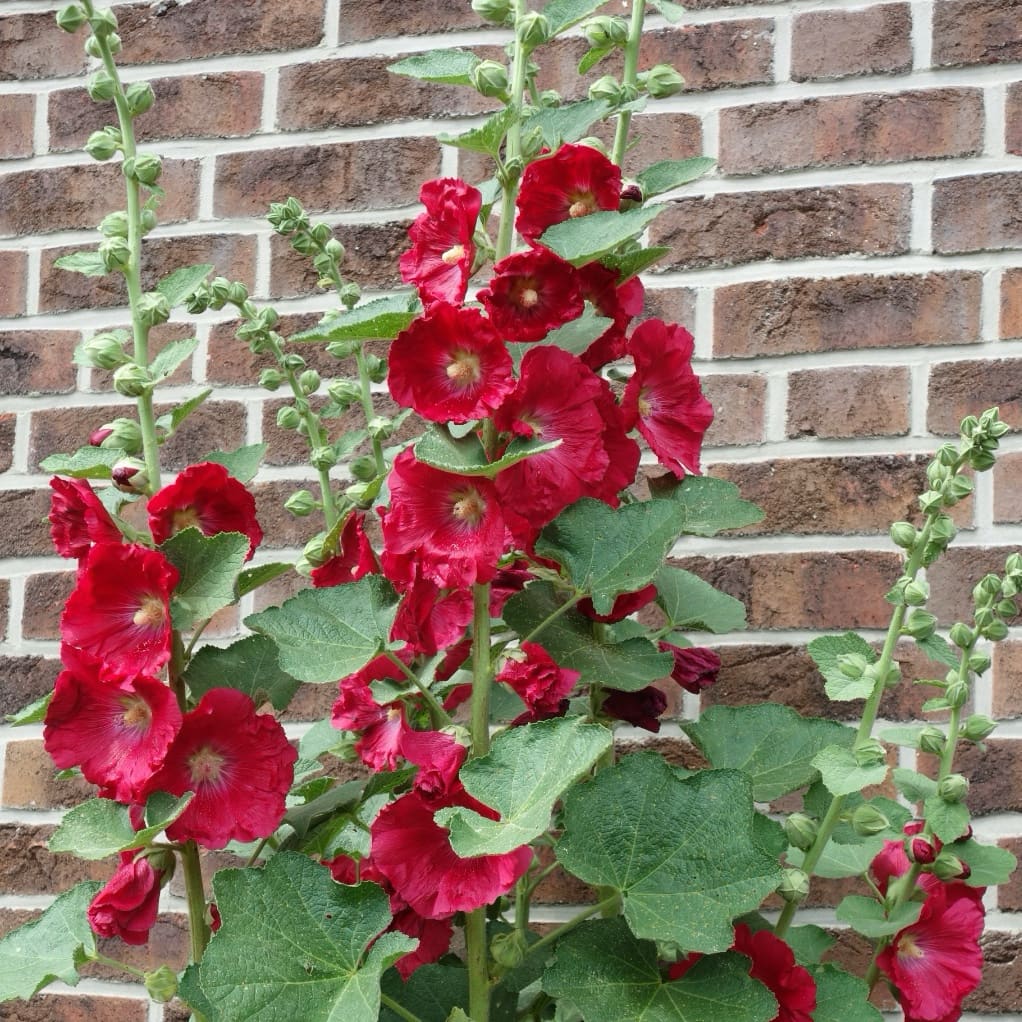 Alcea Spotlight 'Mars Magic'