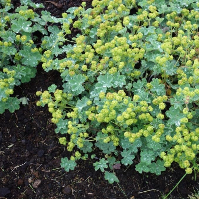 Alchemilla erythropoda