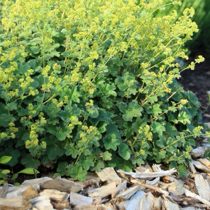 Alchemilla erythropoda