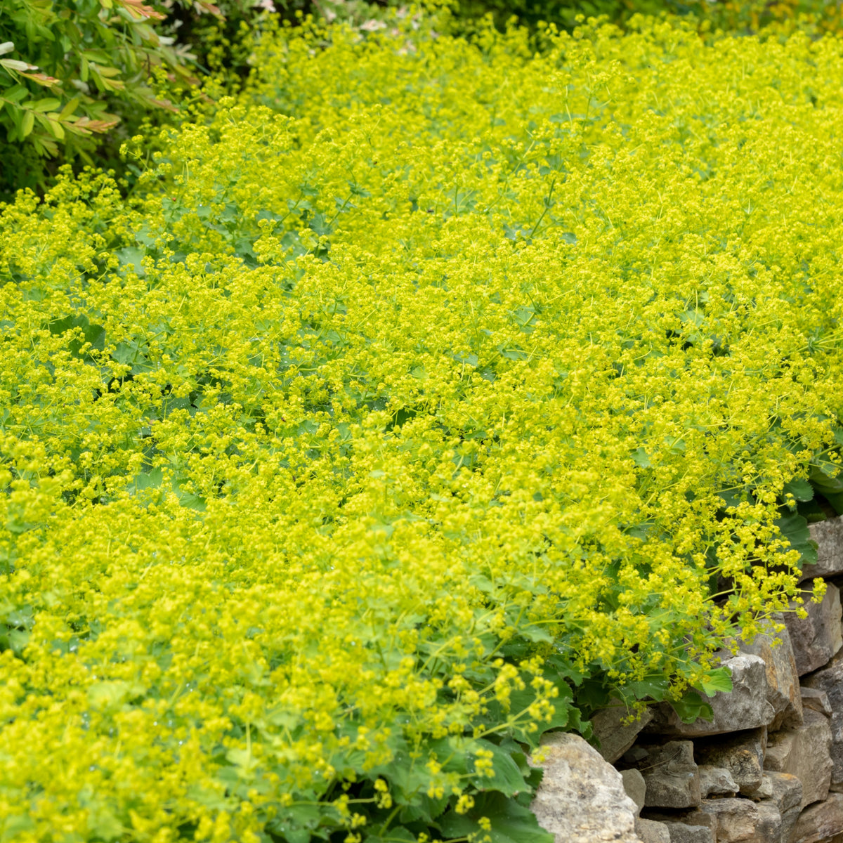 Alchemilla mollis