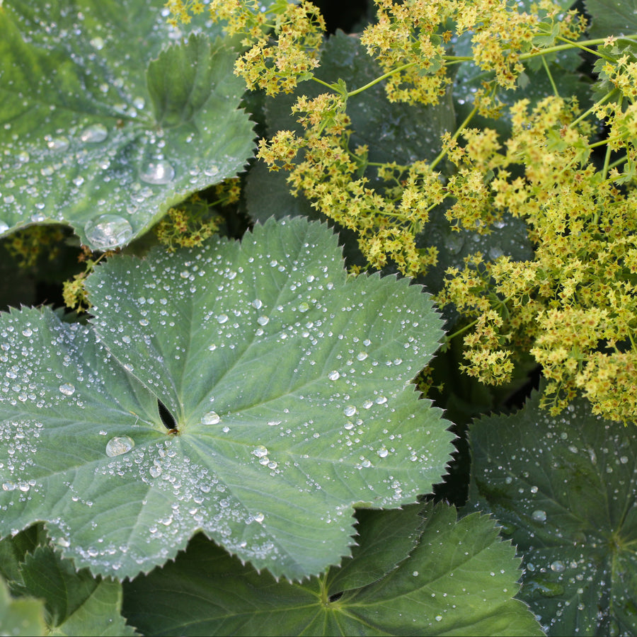 Alchemilla mollis