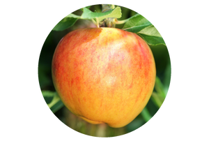 Bio-Apfelbaum \'Alkmene\' Shop - Plantura Herbstapfel kaufen