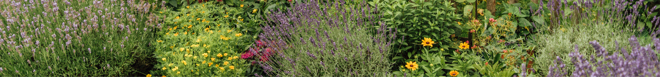 Blühendes Blumenbeet