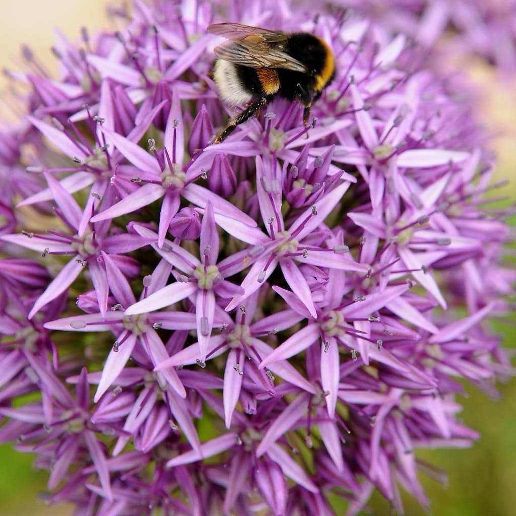 Allium aflatunense