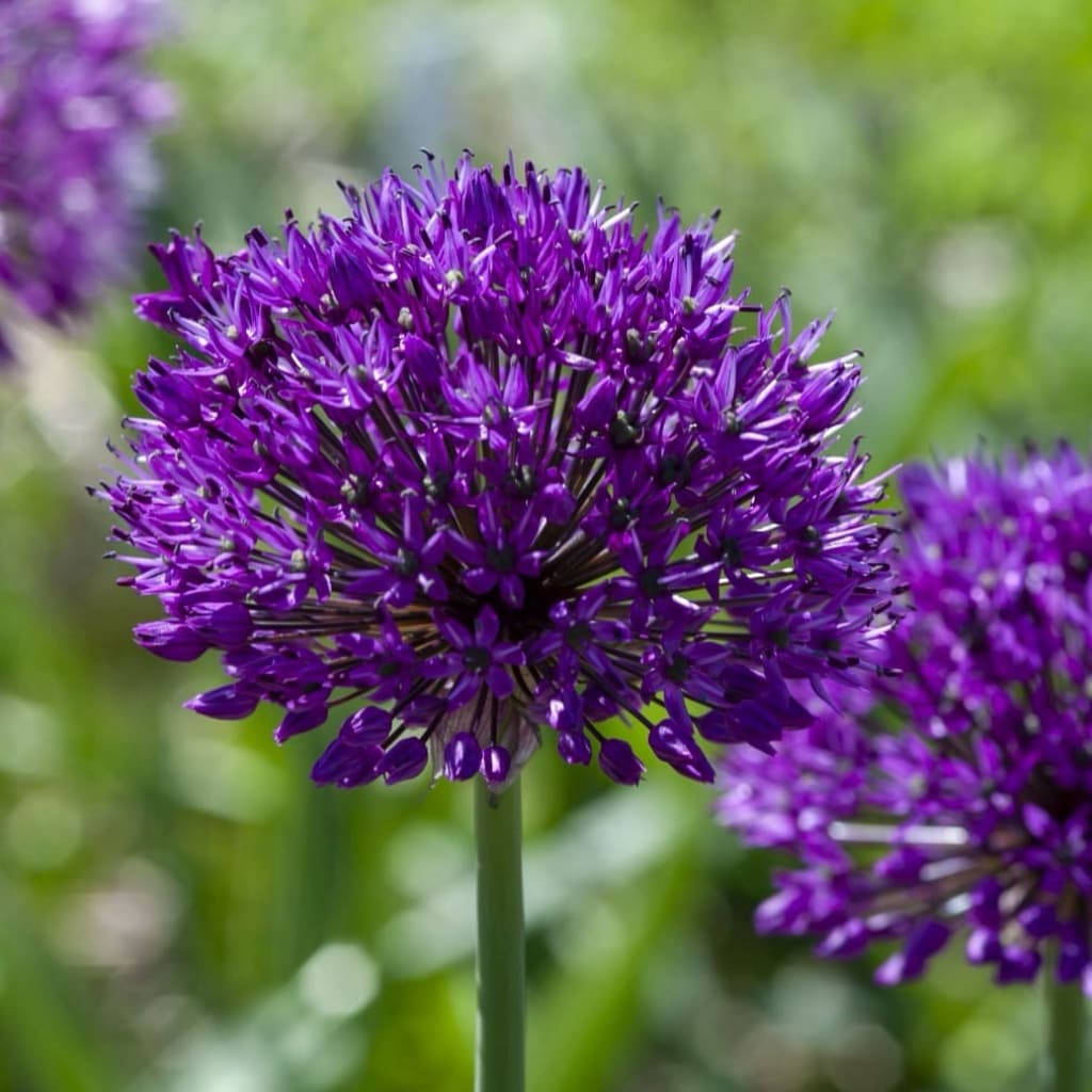 Zierlauch 'Purple Sensation' Violett