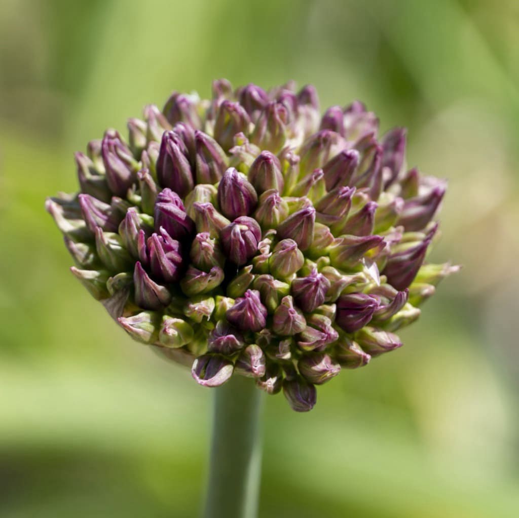 Allium atropurpureum