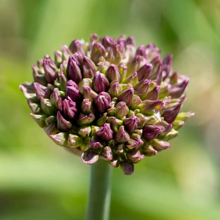 Allium atropurpureum
