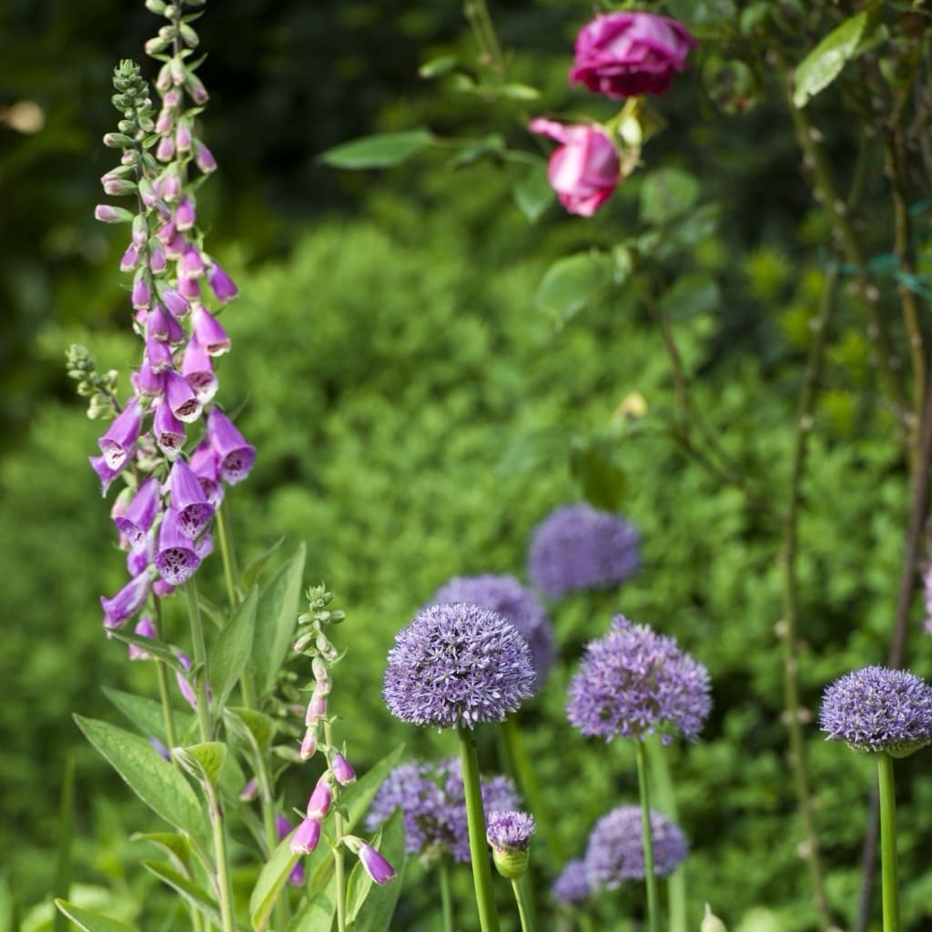 Allium