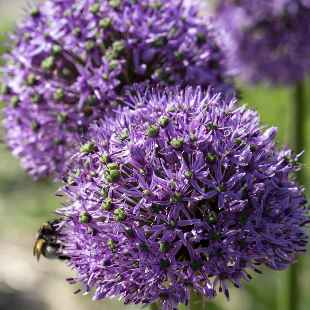 Allium