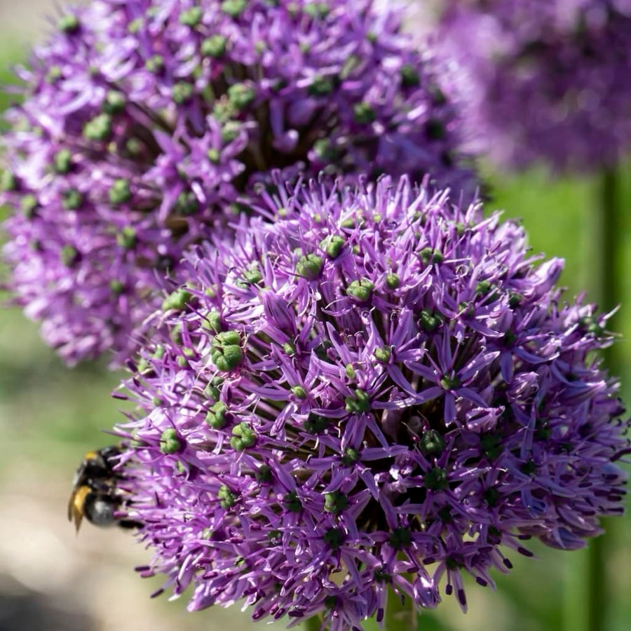 Allium