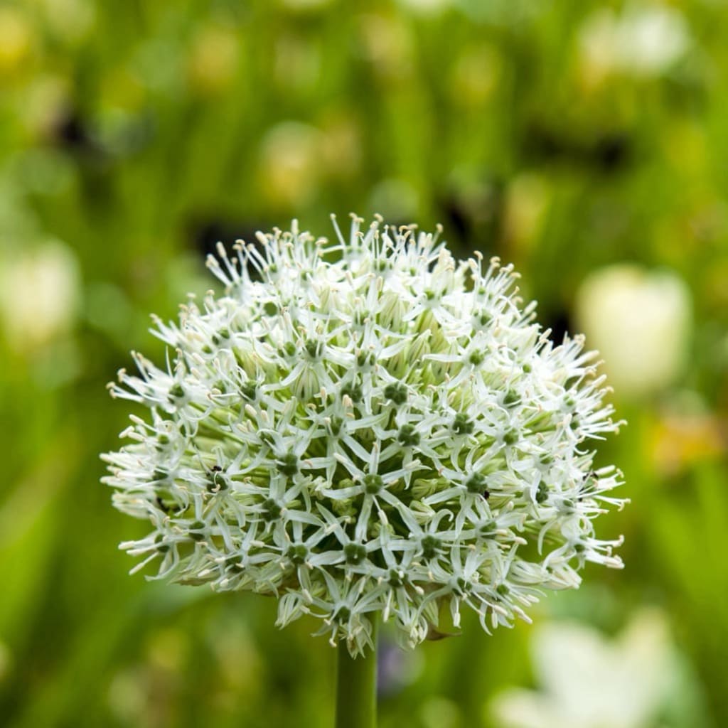 Allium