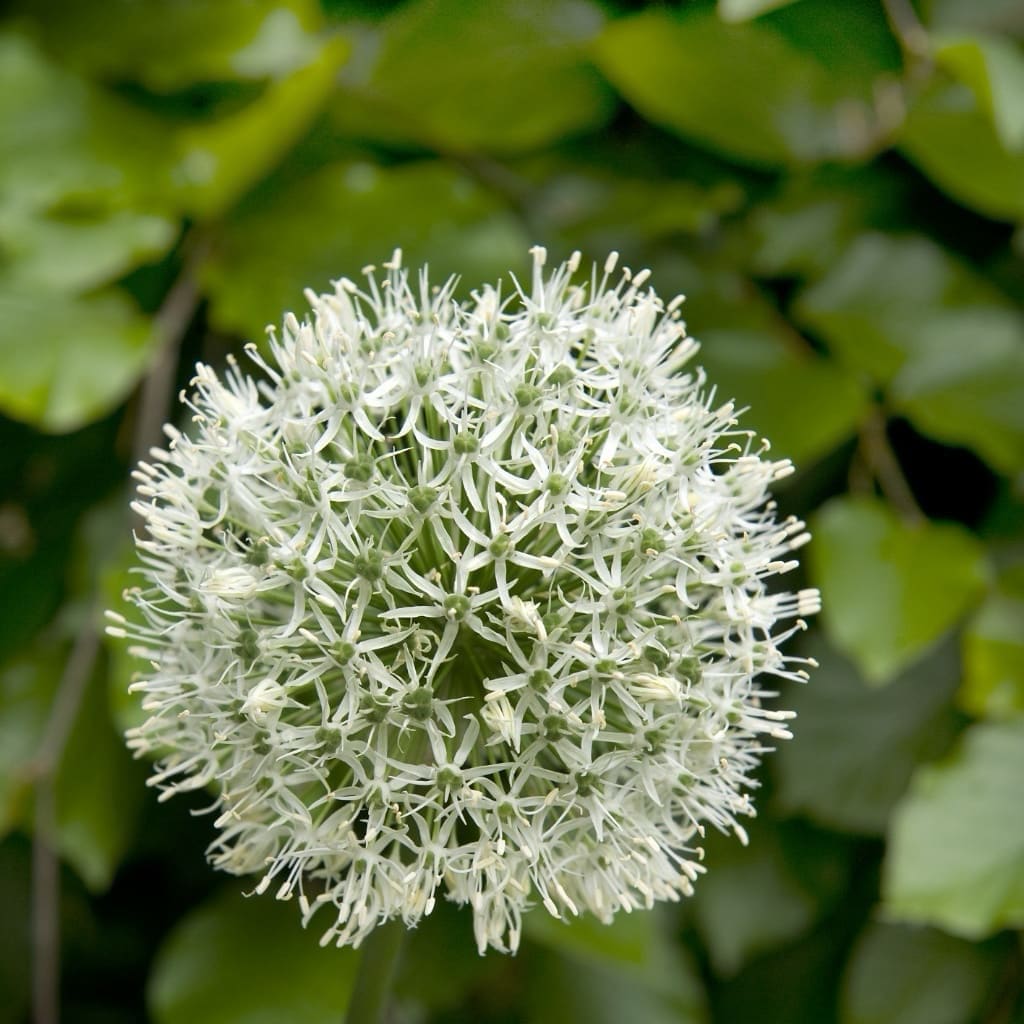 Allium