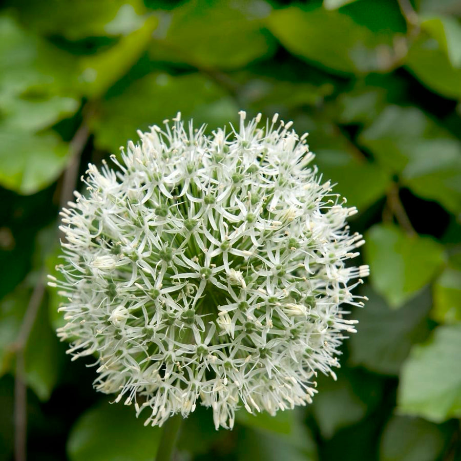 Allium