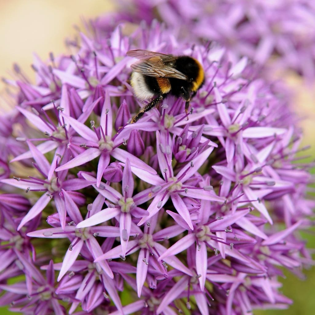 Allium hollandicum