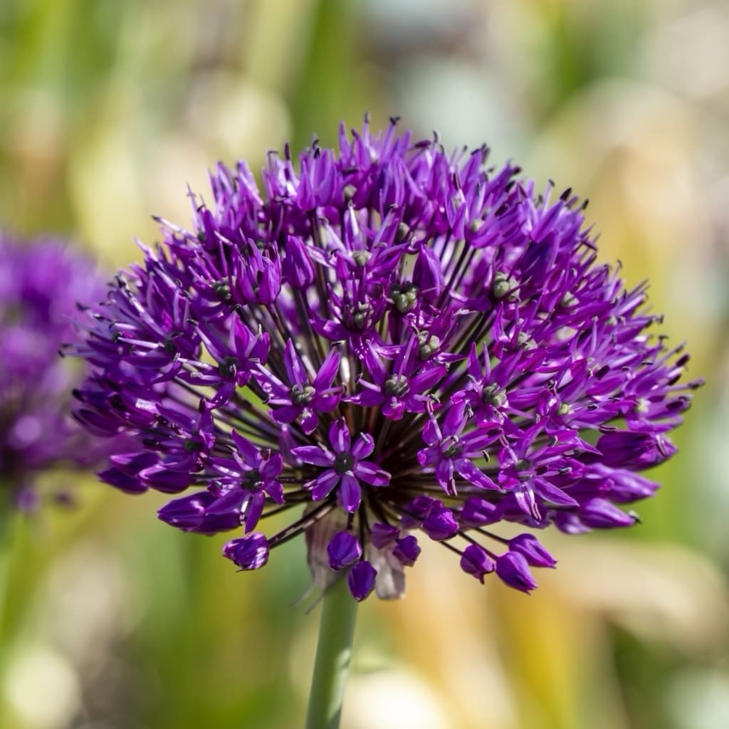 Allium hollandicum