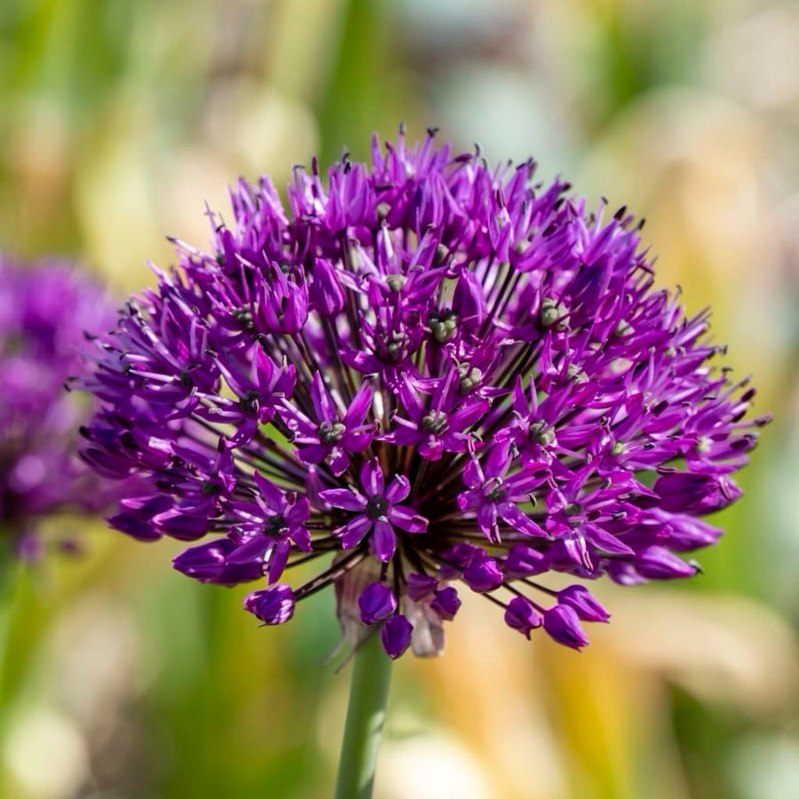 Allium hollandicum