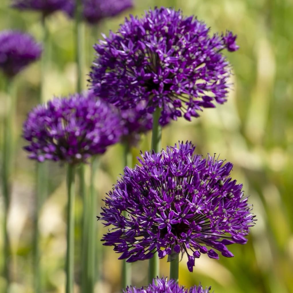 Bio-Zierlauch 'Purple Sensation' Violett