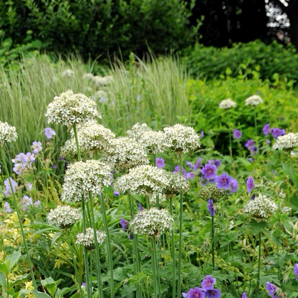 Allium nigrum