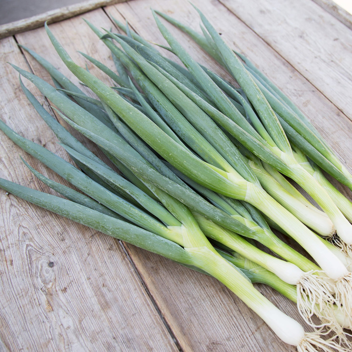 Allium porrum L. 'Ishikura Long White'