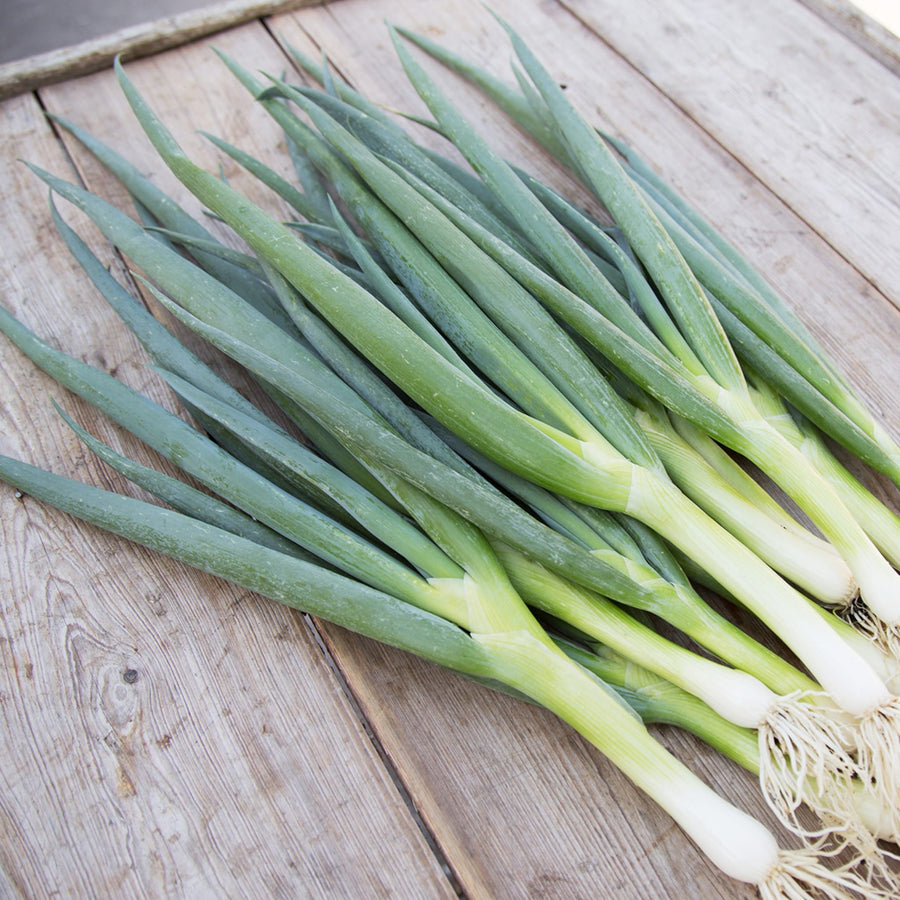 Allium porrum L. 'Ishikura Long White'