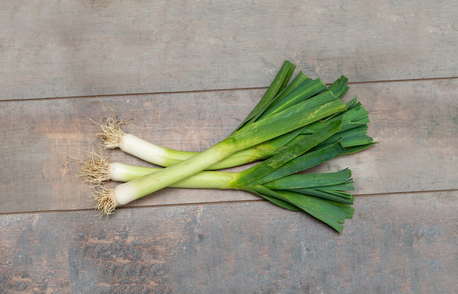 Allium porrum L. 'St. Victor'