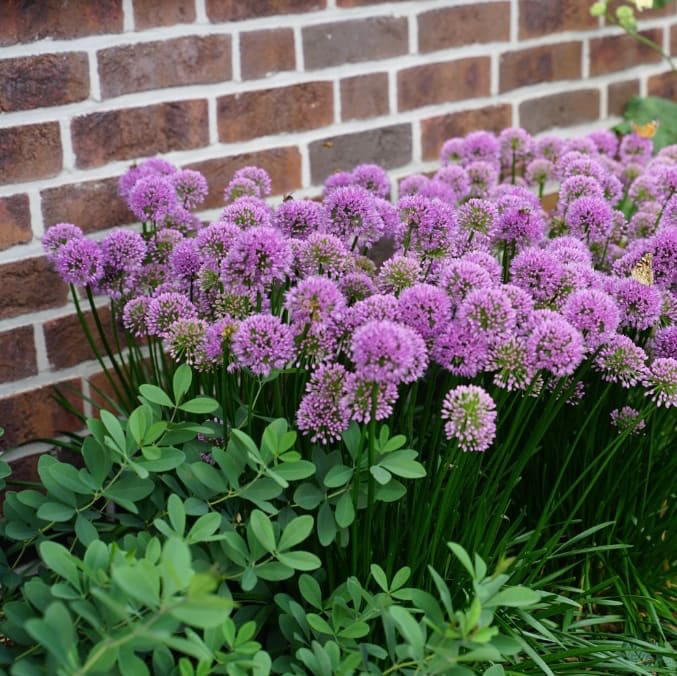 Allium senescens 'Millenium'