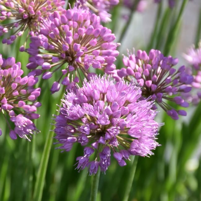 Allium senescens 'Millenium'