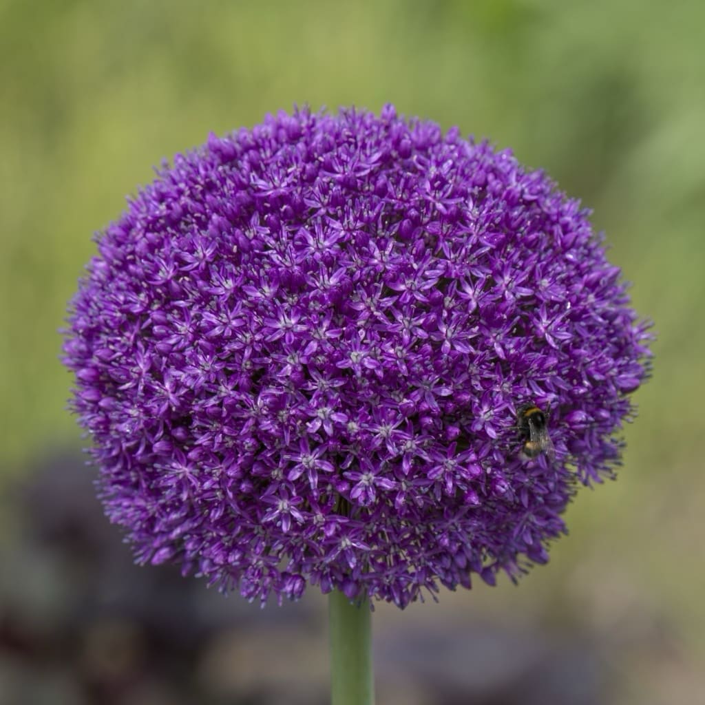 Allium
