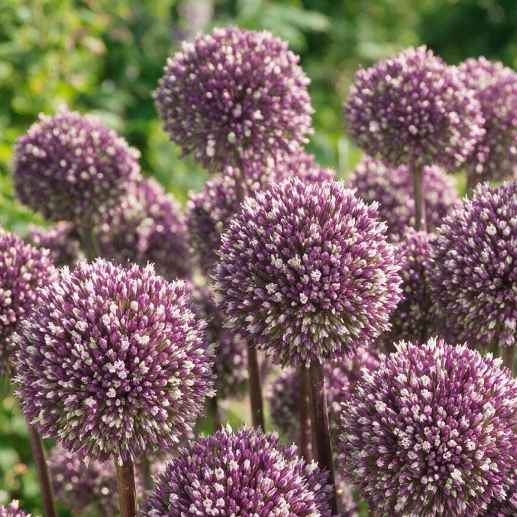 Allium