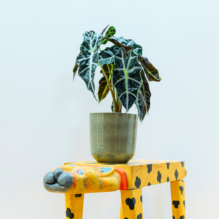Alocasia amazonica 'Polly' im Wohnzimmer