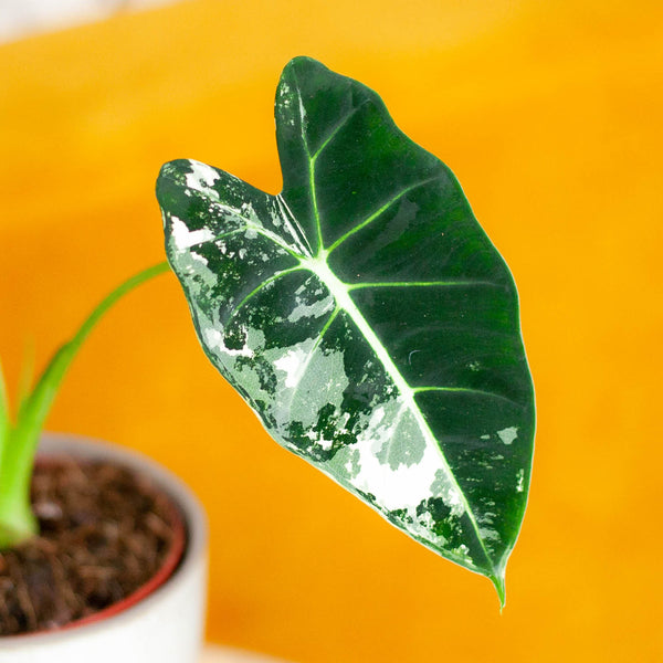 Panaschiertes Blatt der Alocasia 'Frydek' Variegata